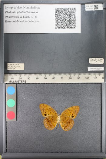 Media type: image;   Entomology 138356